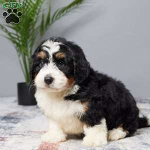 Biscuit, Mini Bernedoodle Puppy